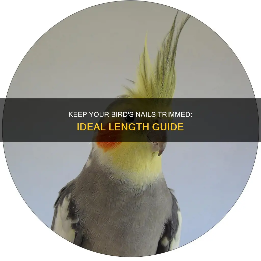 how long should my birds nails be