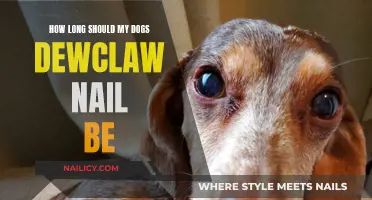 Dewclaw Nail Length: How Short is Too Short?