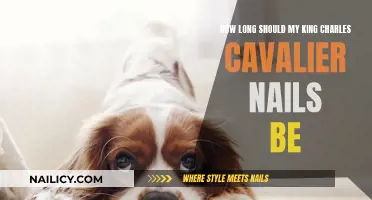 Keep Cavalier Nails Trimmed: The Ideal Length