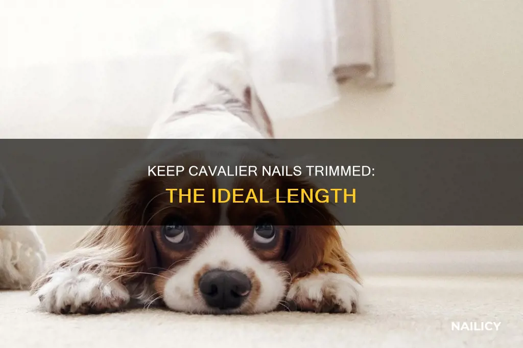 how long should my king charles cavalier nails be