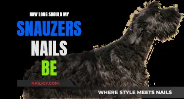 Ideal Nail Length for Schnauzers: How Short is Too Short?