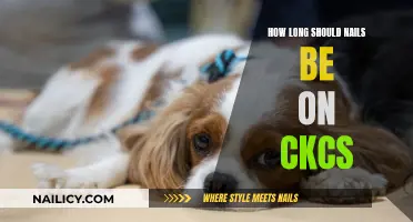 CKCS Nails: The Ideal Length and Trimming Guide