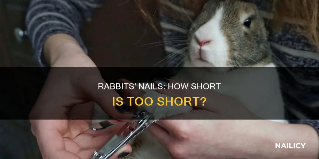 how long should rabbits nails be