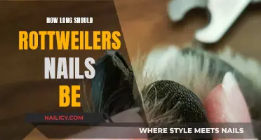 Ideal Nail Length for Rottweilers: How Short is Too Short?