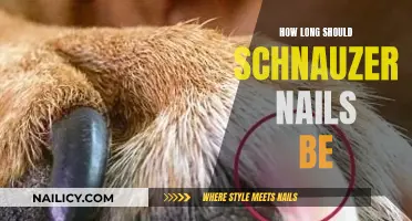 Schnauzer Nail Care: How Short is Too Short?
