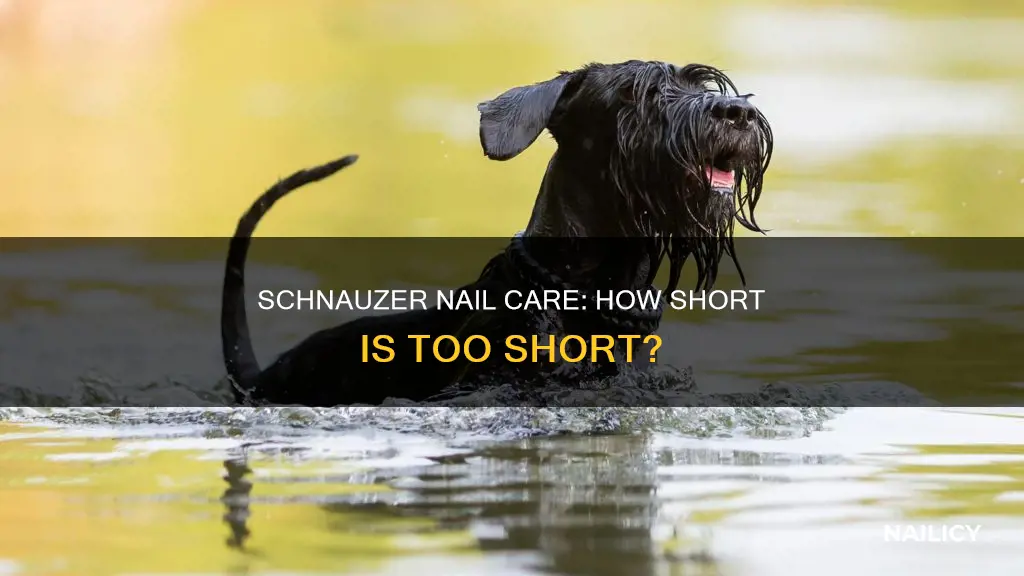 how long should schnauzer nails be