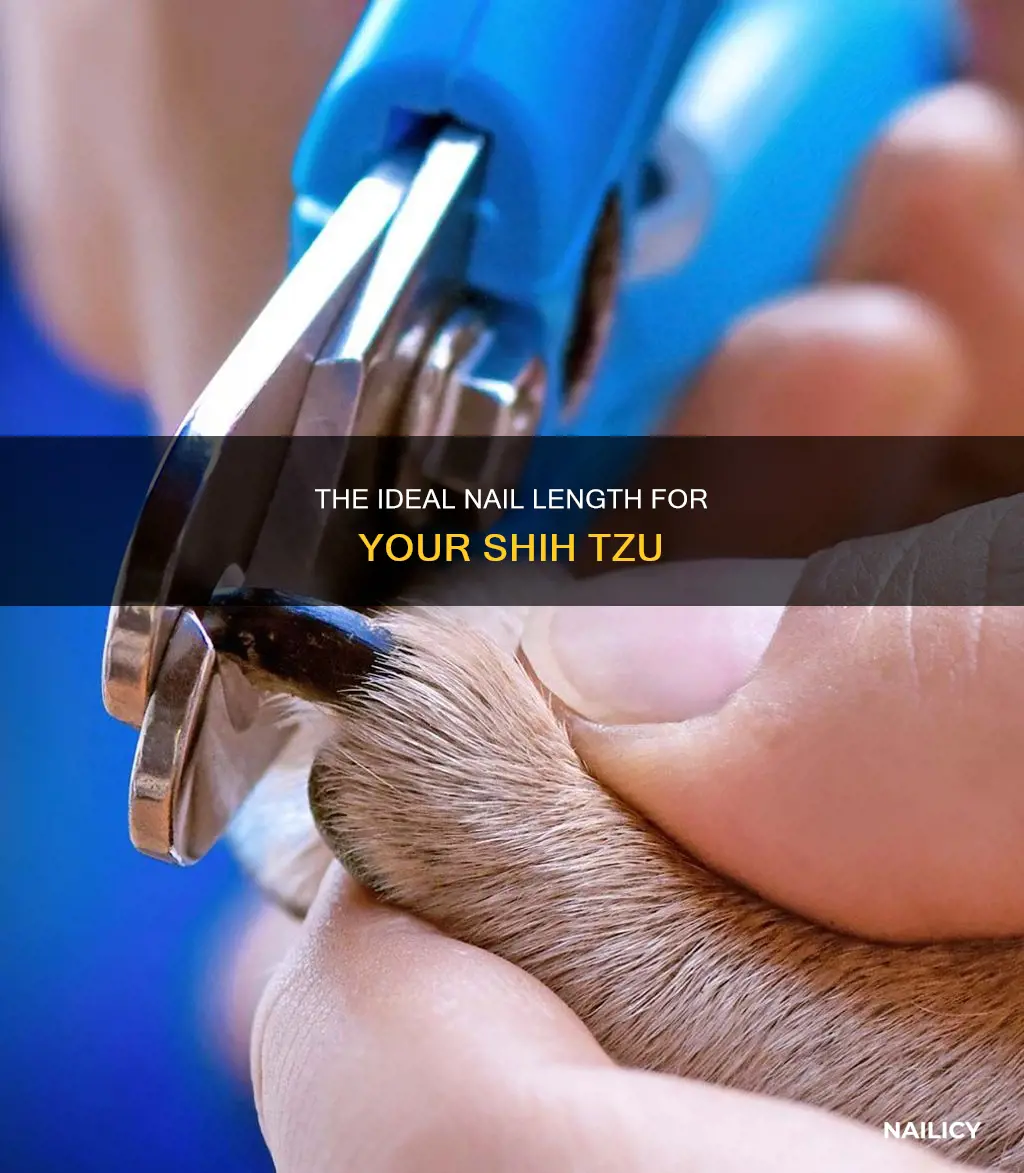 how long should shihtzu nails be