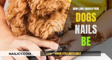 Trimming Dog Nails: The Ideal Length and Maintenance Guide