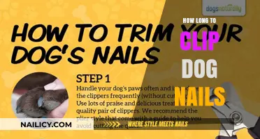 Clipping Dog Nails: How Long is Too Long?