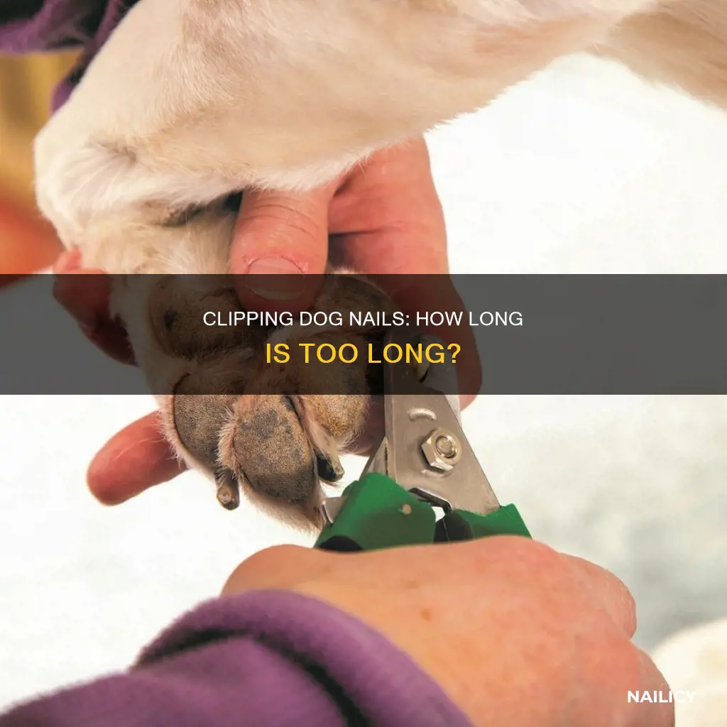 how long to clip dog nails