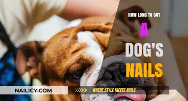 Trimming Dog Nails: How Long Does It Take?