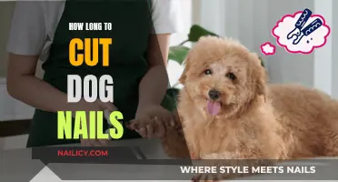 Trimming Dog Nails: How Long is Too Long?
