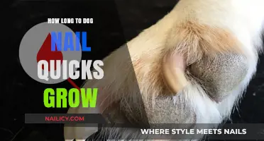 Trimming Dog Nails: How Long Before Quick Recovery?