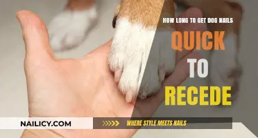 Quick Tips: Accelerating Dog Nail Recession for Happy Paws