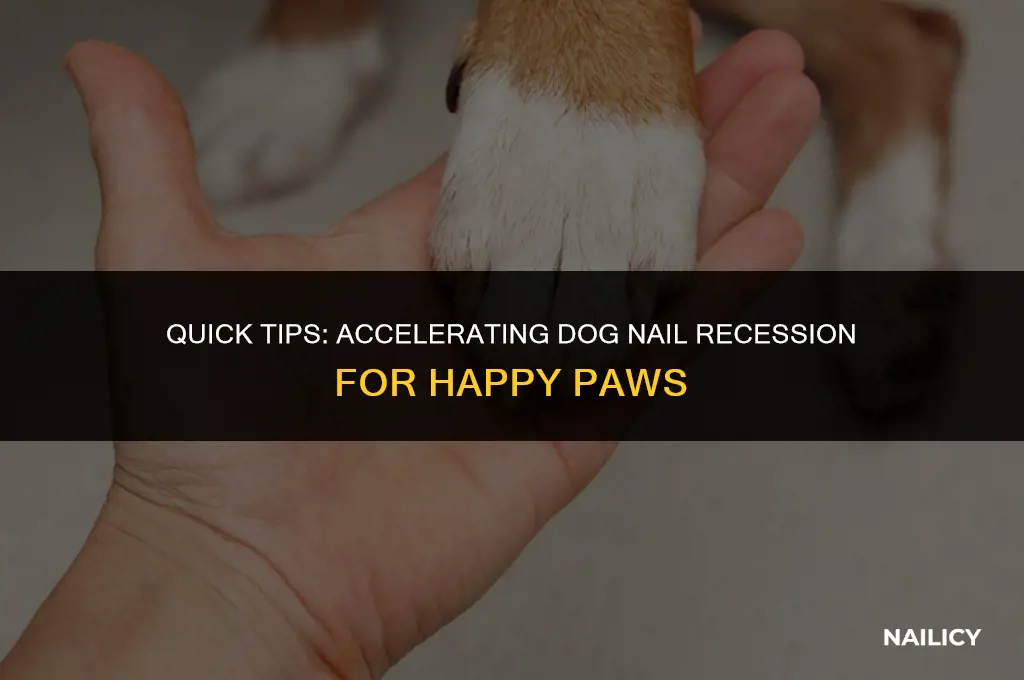 how long to get dog nails quick to recede