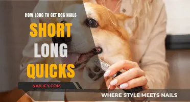 Efficiently Trimming Dog Nails: A Quick Guide to Short and Long Styles