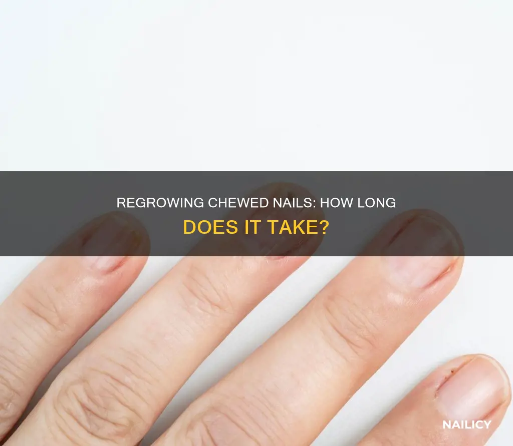 how long to grow chewed nails