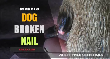 Healing a Dog's Broken Nail: Quick and Easy Steps