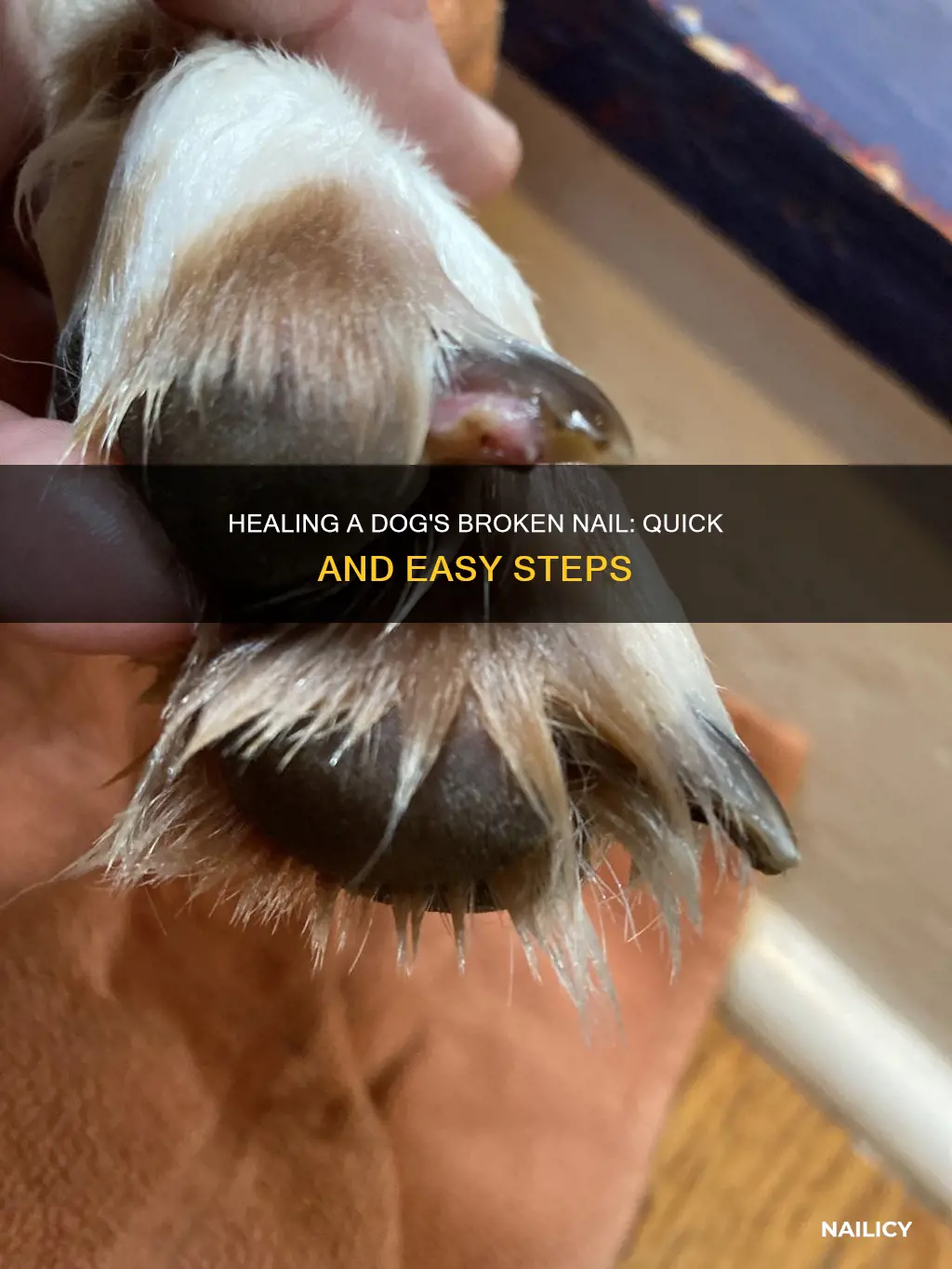 how long to heal dog broken nail