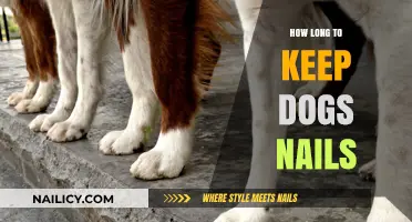 Keep Your Dog's Nails Trimmed: How Long is Too Long?