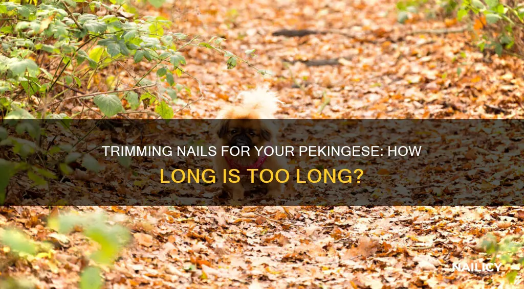 how long to keep pekingese nails