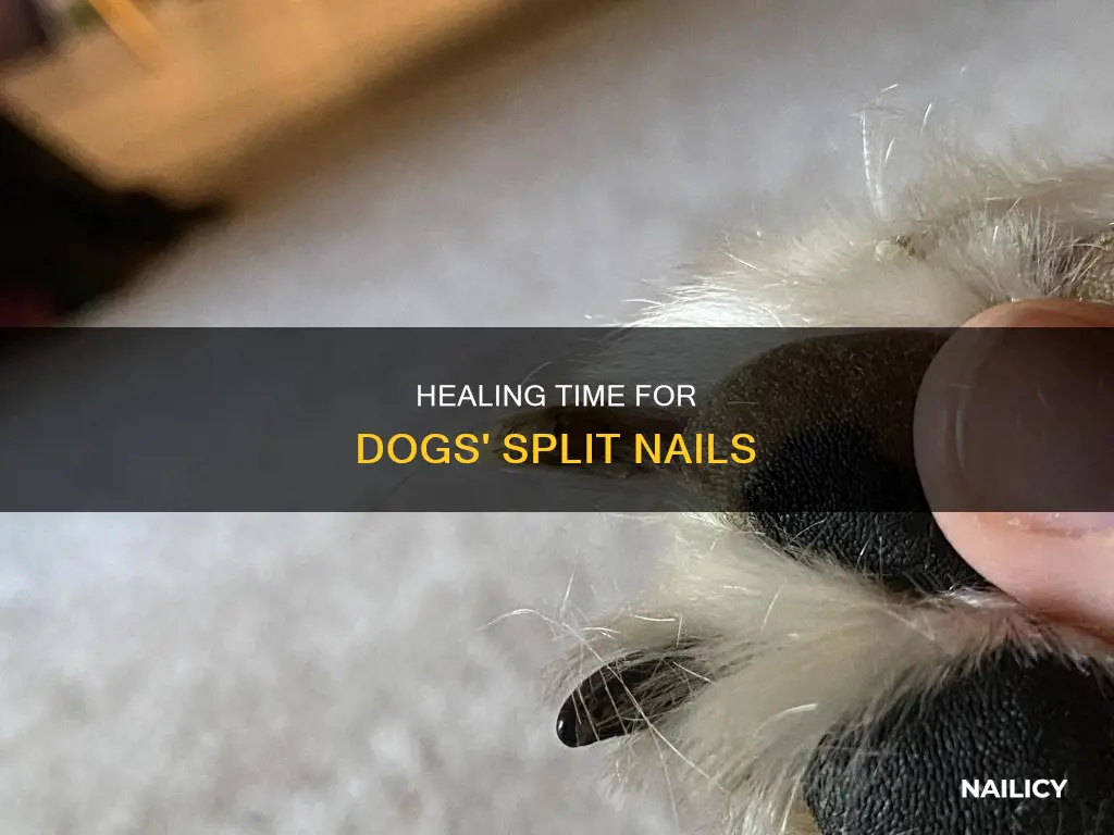 how long to take dogs split nail to grow out