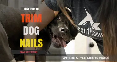 Trimming Dog Nails: How Long is Too Long?