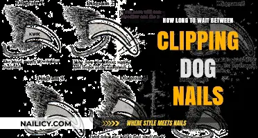 Clipping Dog Nails: How Often Should You Clip?