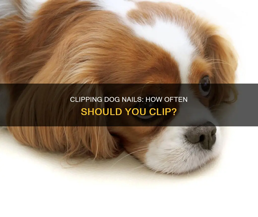 how long to wait between clipping dog nails