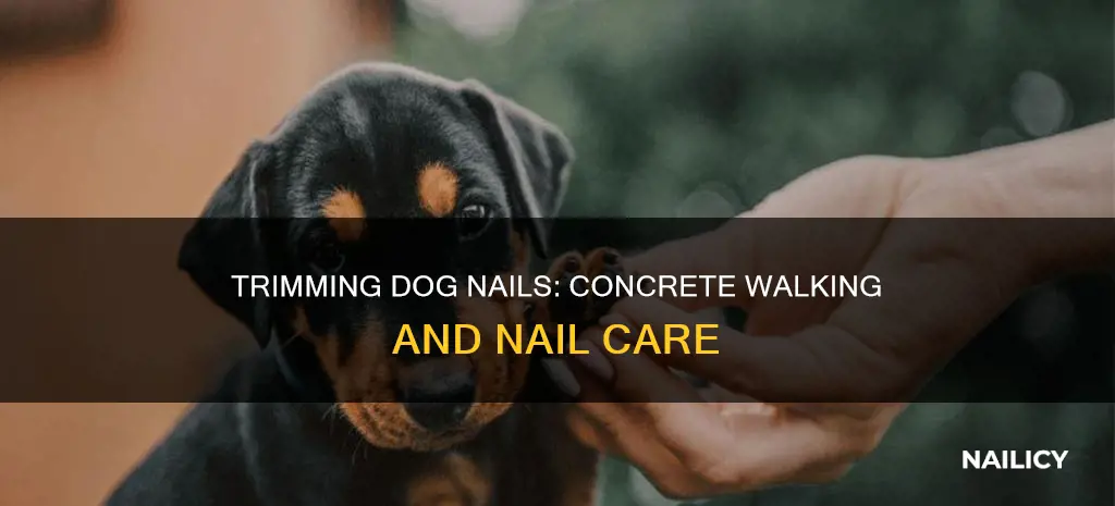 how long to wear dogs nails on concrete
