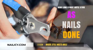 The Right Time to Trim Your Dog's Nails