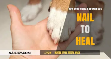 Healing Time for a Dog's Broken Nail