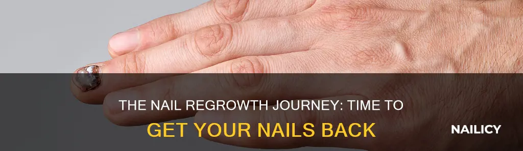 how long until a nail grows back