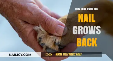 When Do Dog Nails Grow Back?