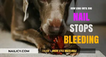 Stopping Dog Nail Bleeding: Quick and Easy Methods