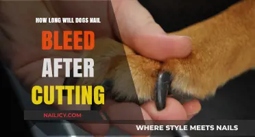 Trimming Dog Nails: How Long Will They Bleed?