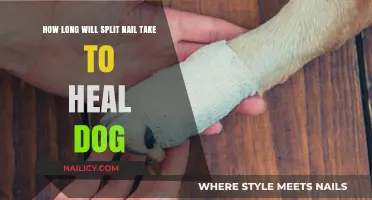 Healing Your Dog's Split Nail: Time and Care