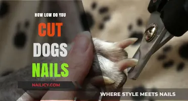 Trimming Dog Nails: How Short is Too Short?