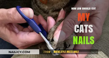 Trimming Your Cat's Nails: The Ideal Length