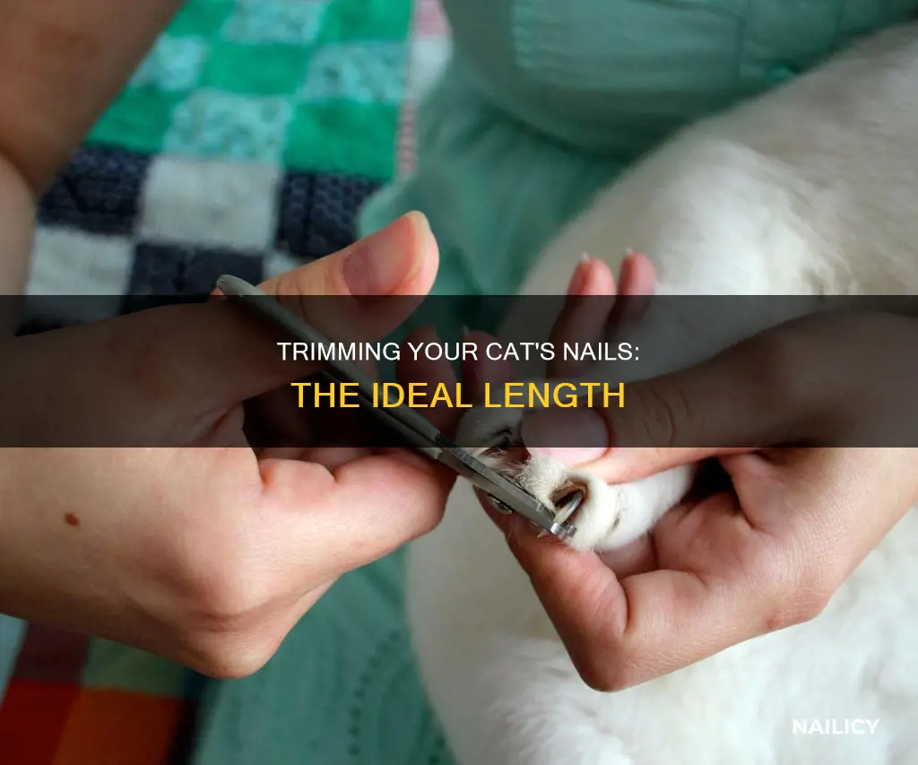 how low should i cut my cats nails