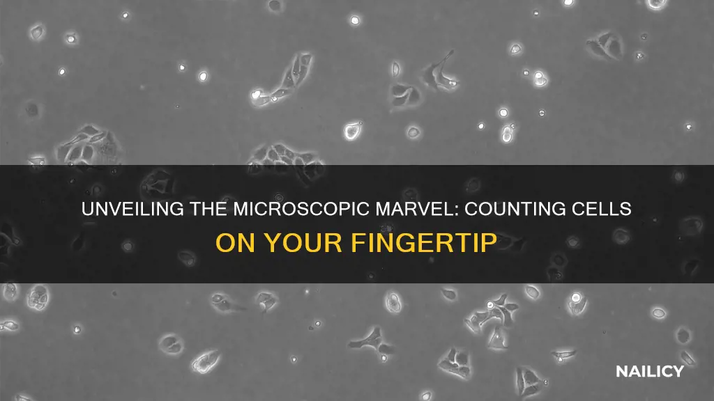 how many cells are on your finger tip