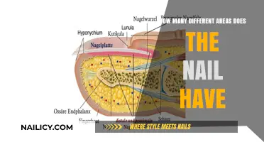 Exploring the Diverse Anatomy of a Nail: Its Unique Areas