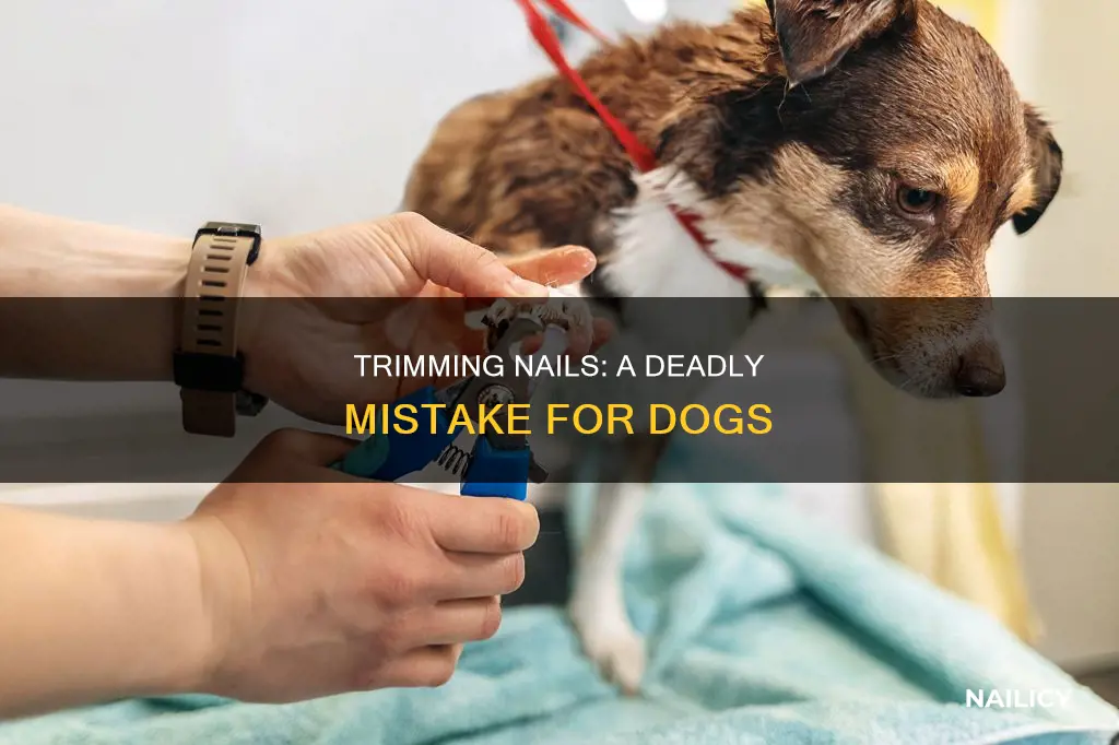 how many dogs die from cutting nails too short