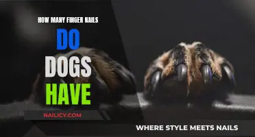 Exploring the Number of Nails on Your Dog's Paws