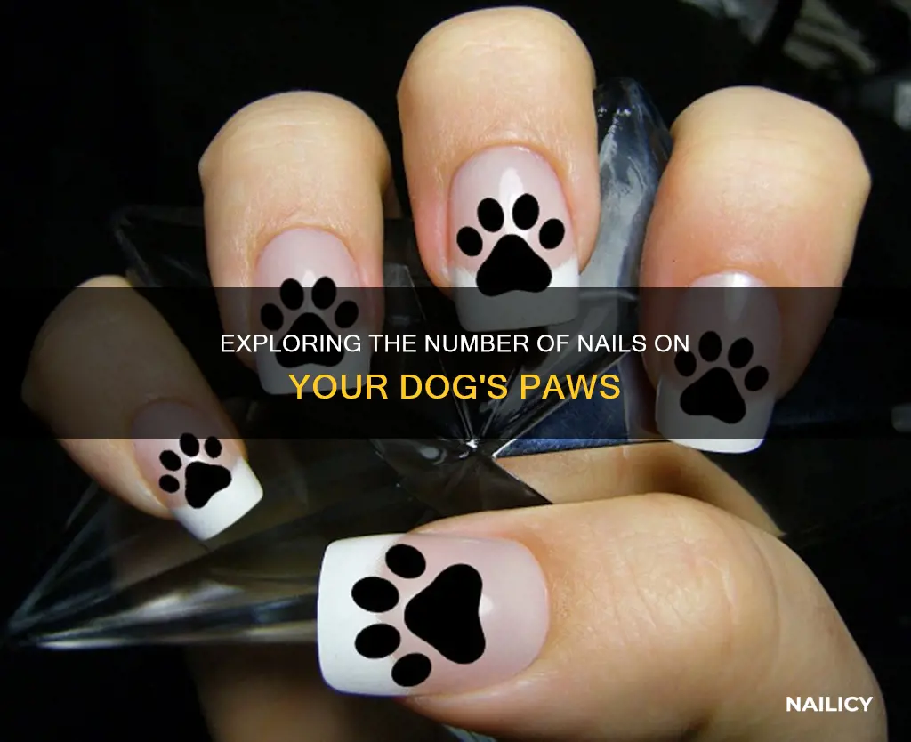 how many finger nails do dogs have