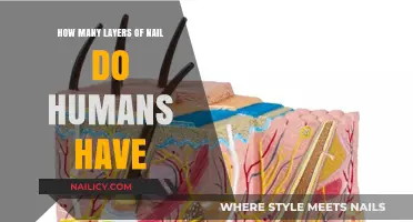 Unveiling the Surprising Truth About Human Nail Layers