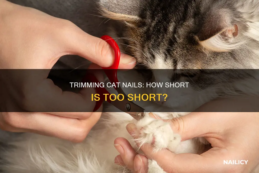 how many millimeters should you cut off cat