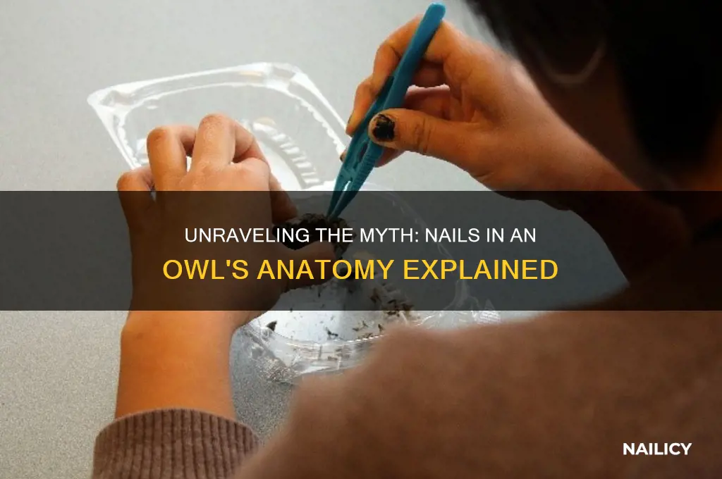 how many nails are in the owl