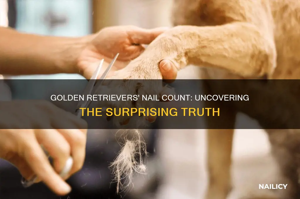 how many nails do golden retrievers have