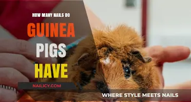 Guinea Pig Nail Count: Understanding Their Unique Paw Anatomy